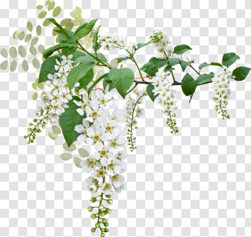Prunus Padus Flower Blossom Clip Art - Plant - Funeral Transparent PNG