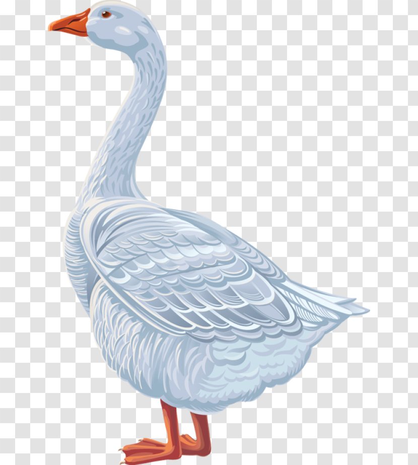 Goose Duck Cygnini Anatidae Clip Art - Poultry Transparent PNG