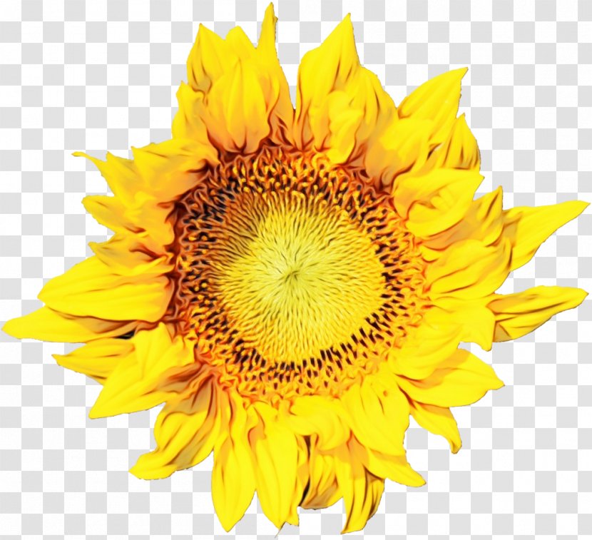 Sunflower - Pollen - Cut Flowers Transparent PNG