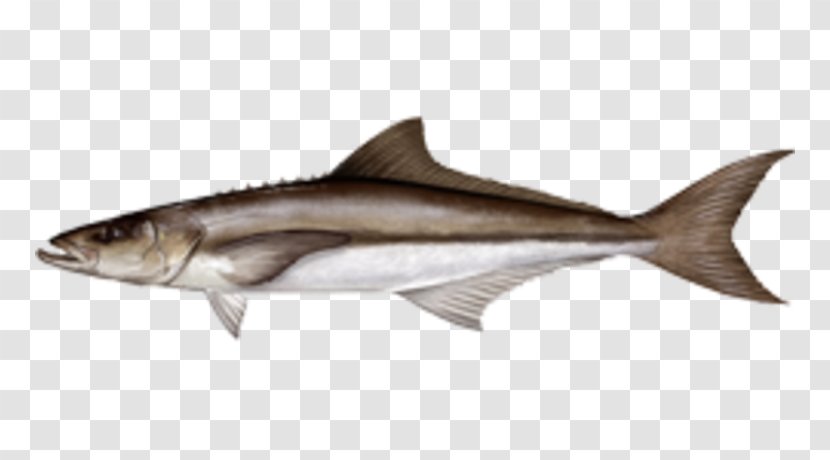 Cobia Recreational Fishing Pelagic Fish - Seafood - Shark In Florida Transparent PNG