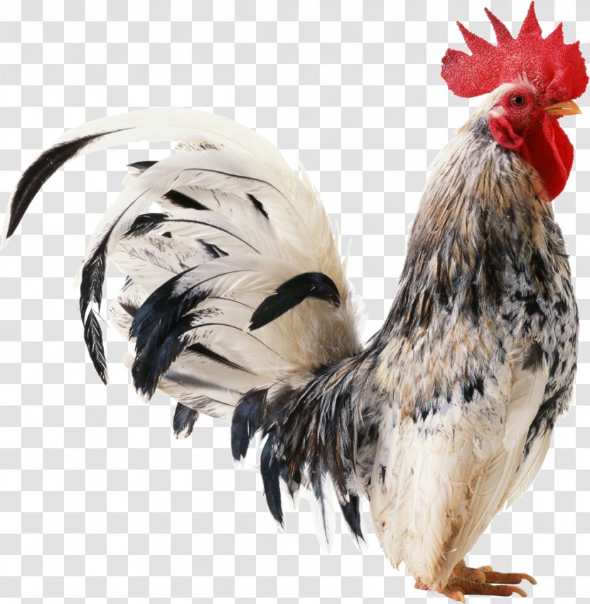 Chicken Rooster - Beak Transparent PNG