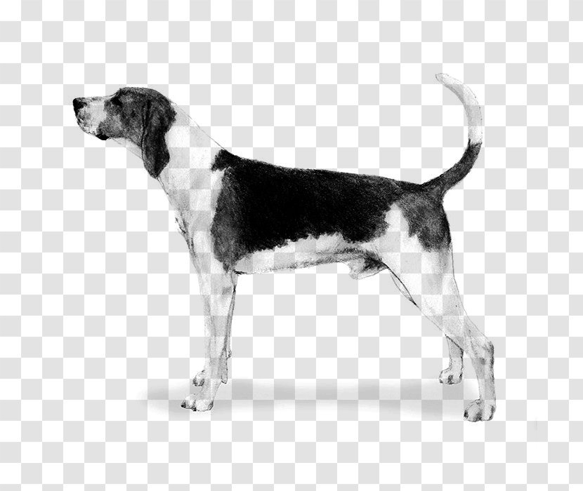 Harrier Treeing Walker Coonhound English Foxhound American Grand Anglo-Français Tricolore - Companion Dog - Hound Transparent PNG