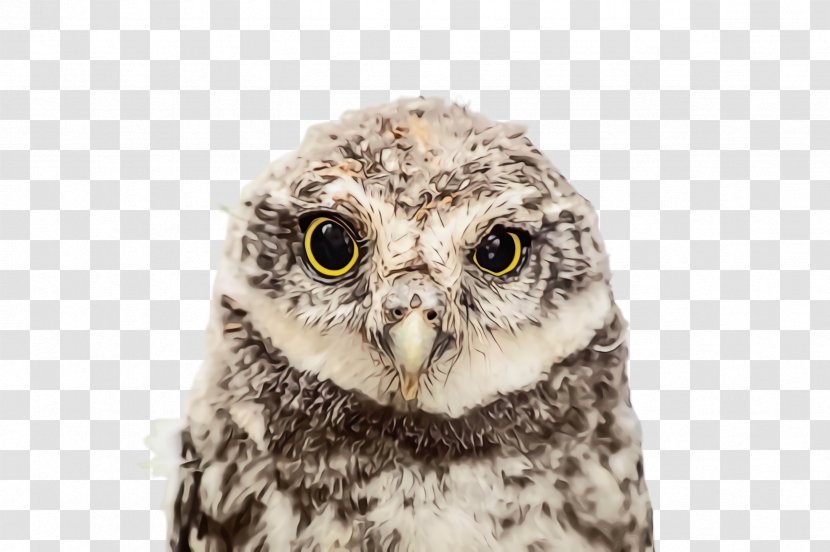 Owl Bird Of Prey Western Screech Eastern - Adaptation Wildlife Transparent PNG