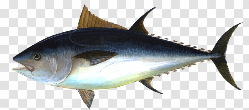 Albacore Bigeye Tuna Pacific Bluefin Atlantic Yellowfin - Bony Fish Transparent PNG