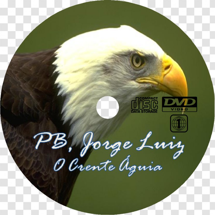Bald Eagle Bird Malang Beak Transparent PNG
