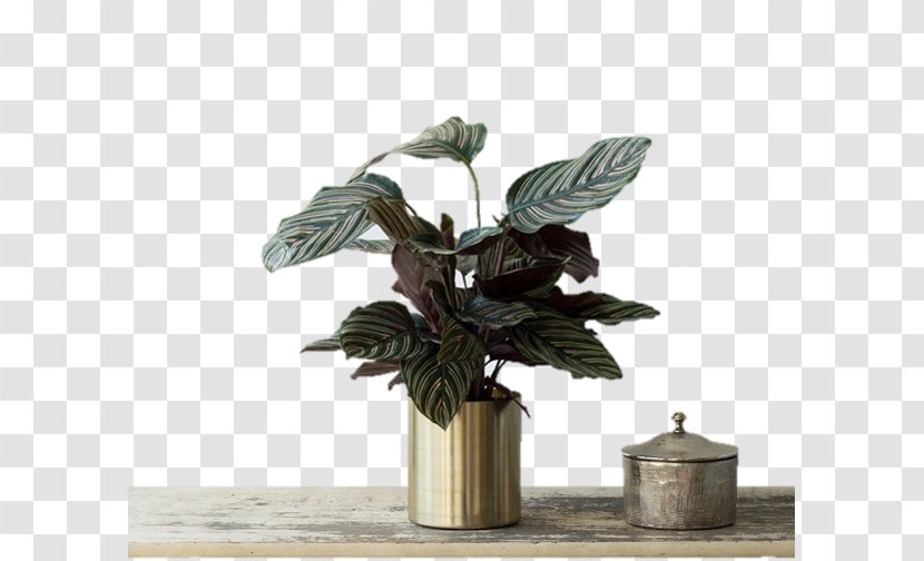 Calatheas Houseplant Plants Flowerpot Email - Vase - Plant Transparent PNG
