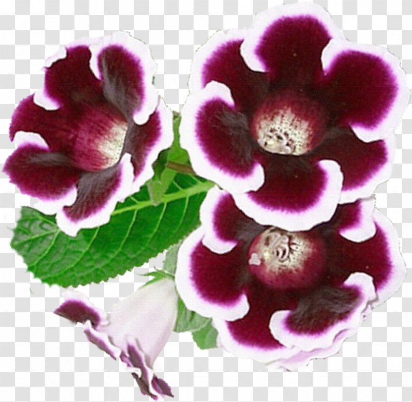 Flower Gloxinia Clip Art - Purple - Violet Transparent PNG