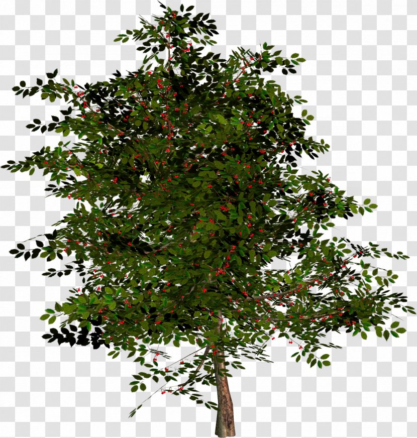 Tree Shrub Branch Plant - Oak - Palm Transparent PNG