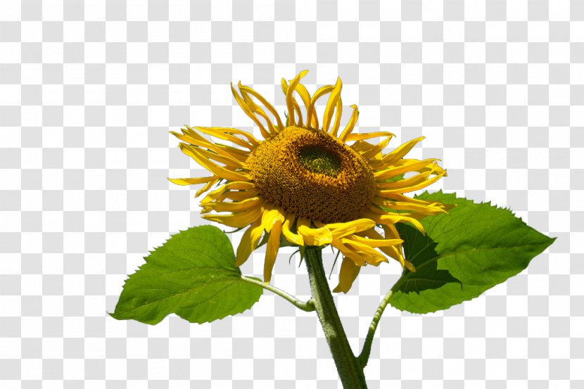 Common Sunflower Muko Yellow - Daisy Family - Flowers Transparent PNG