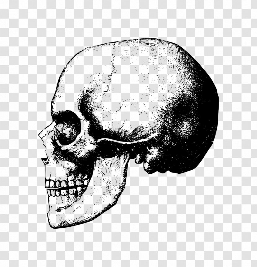 Skull Bone Skeleton Clip Art - Monochrome - Cartoon Finger Transparent PNG