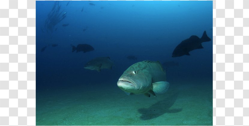 Marine Biology Sea Underwater Mammal - Ocean Transparent PNG