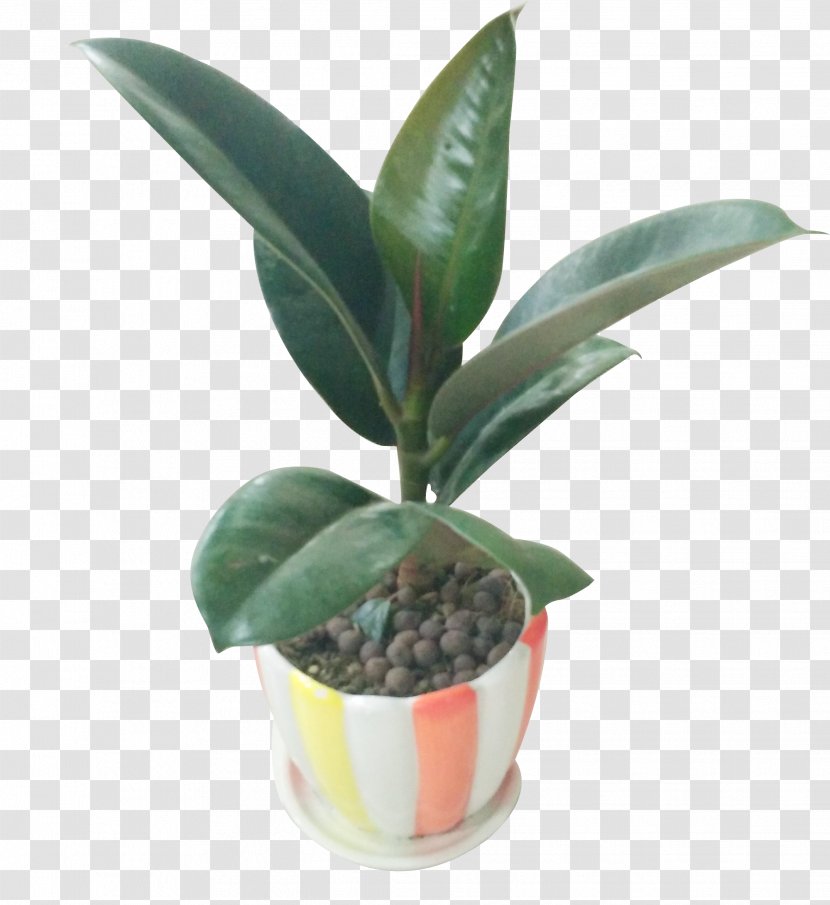 Leaf Flowerpot Houseplant - Large Plant Potted Plants Transparent PNG