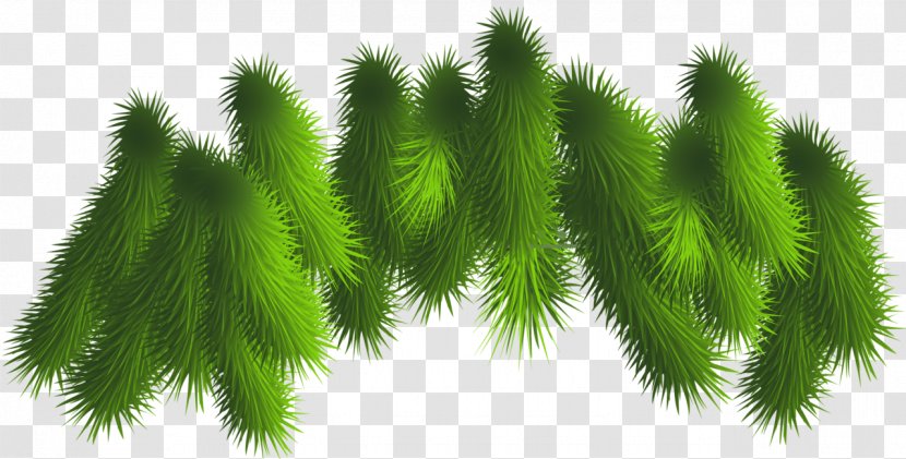 Clip Art - Biome - Transparent Pine Branches Clipart Transparent PNG