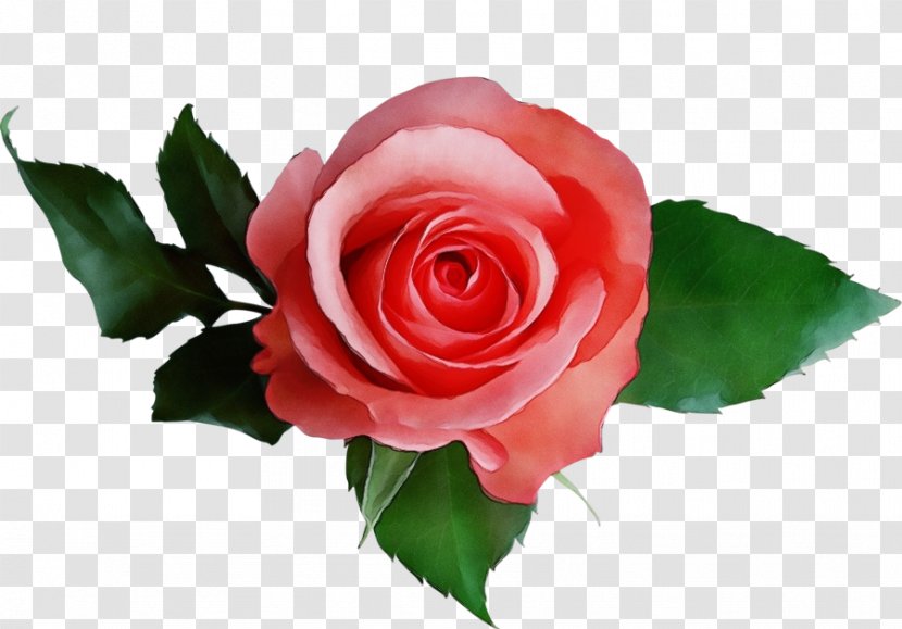 Garden Roses - Flower - Floribunda Petal Transparent PNG