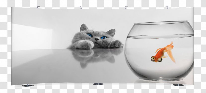 Kitten Whiskers Cat Interface Exhibits Inc - Wall Transparent PNG