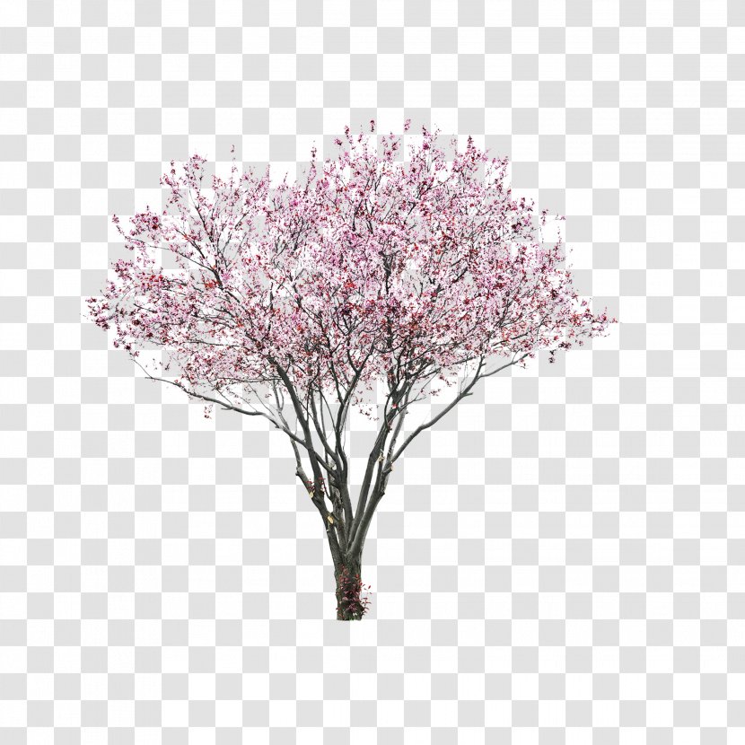 East Asian Cherry Tree Image Blossom - Pink Transparent PNG