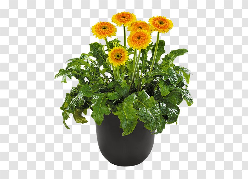 Barberton Daisy Розсада Plant Seedling Flowerpot - Transvaal Transparent PNG
