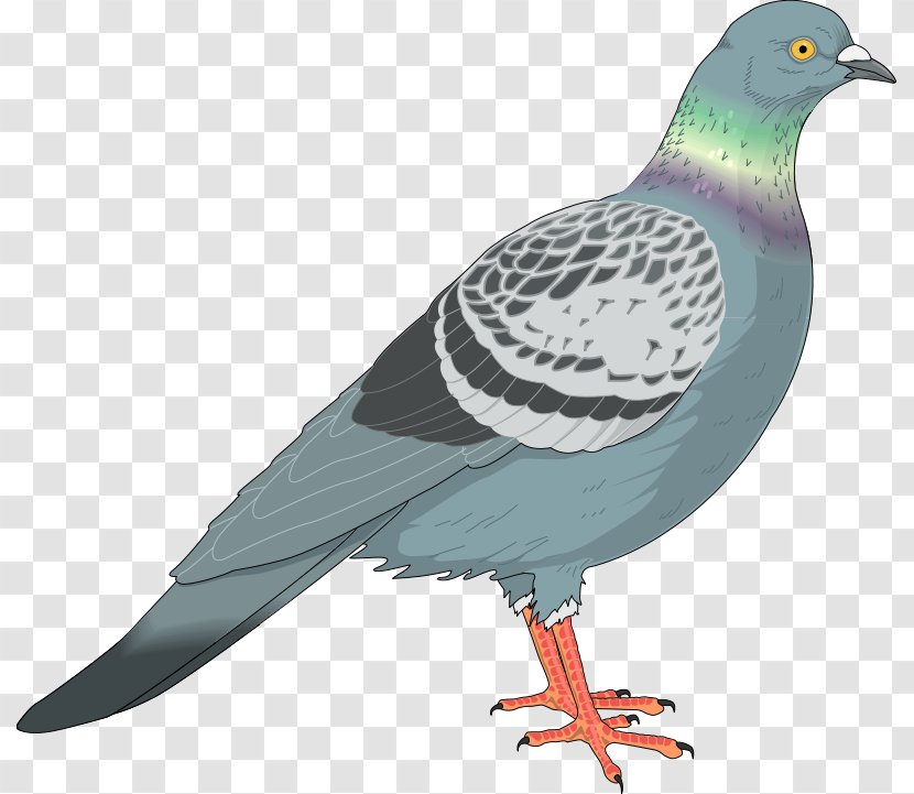Homing Pigeon Columbidae English Carrier Clip Art Vector Graphics - Silhouette - Pidgeon Transparent PNG