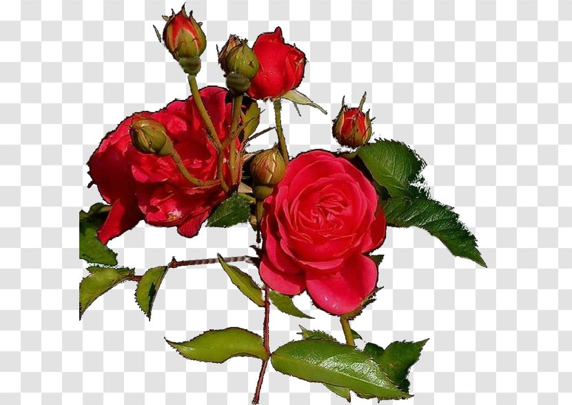 Garden Roses Cut Flowers Clip Art - Rosa Centifolia - Flower Transparent PNG