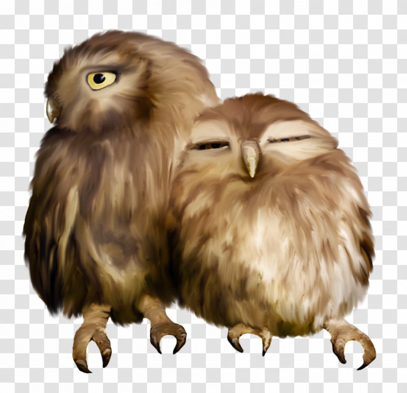 Owl Nuvola Sovunya YouTube Clip Art - Bird Of Prey Transparent PNG