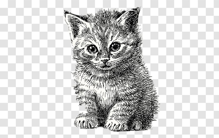 Cat Kitten Puppy Line Art - Domestic Short Haired - Hand-painted Cartoon Simple Pen Illustration Transparent PNG