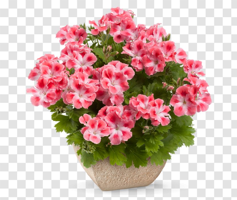 Pink Flower Cartoon - Plant - Perennial Family Transparent PNG