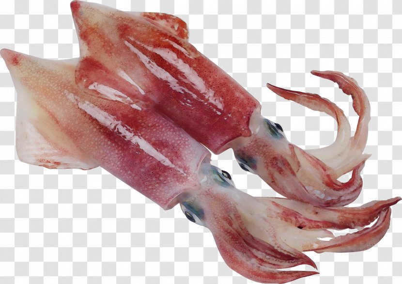 Squid Animal Fat Seafood Food Octopus - Wet Ink - Meat Lamb And Mutton Transparent PNG