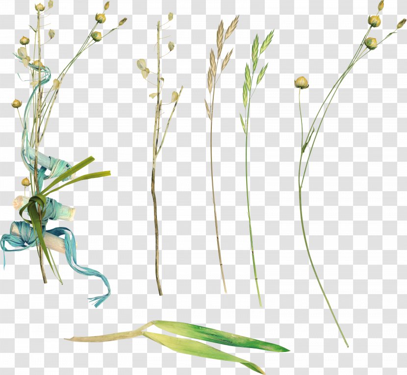 Flower Clip Art - Organism Transparent PNG