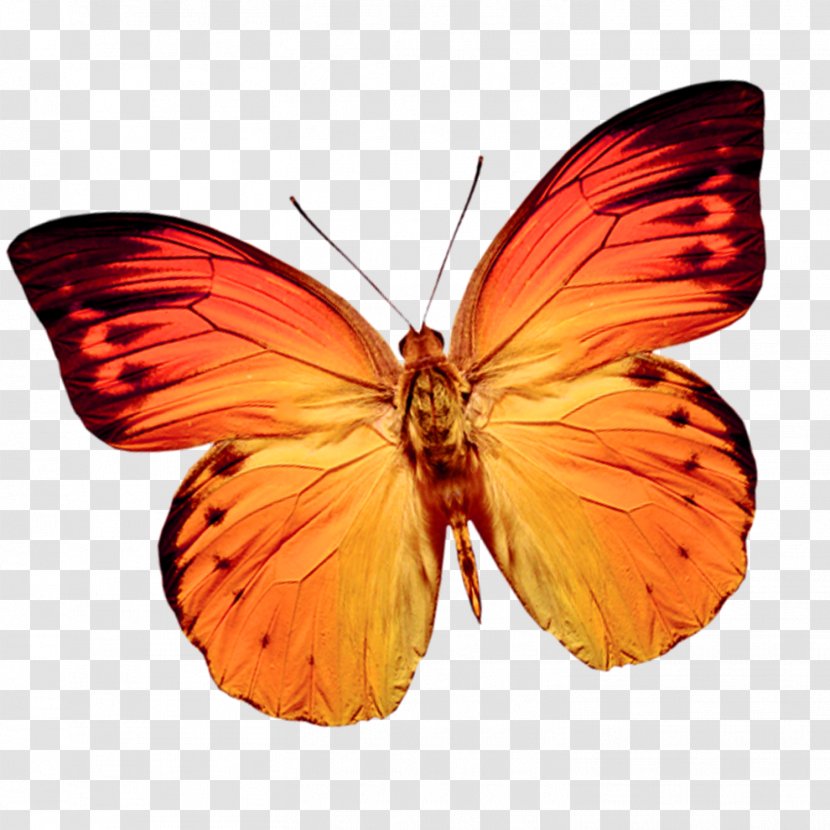 Butterfly Web Browser Clip Art - Invertebrate - Colorful Transparent PNG