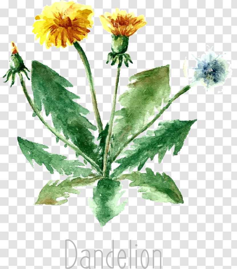 Herb Drawing Medicinal Plants Illustration - Common Wormwood - Vector Dandelion Transparent PNG