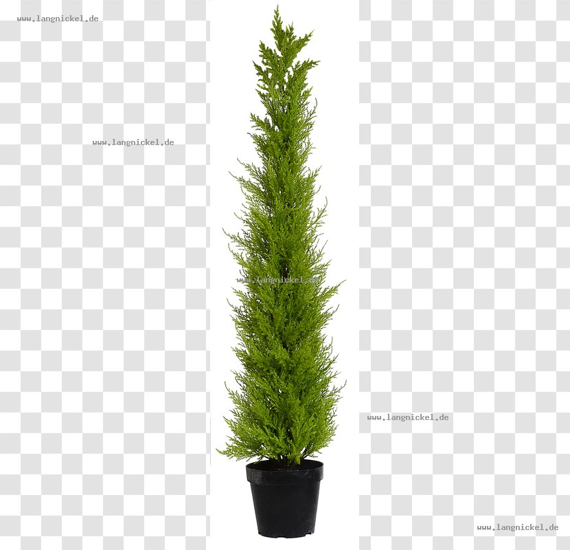 Spruce English Yew Fir Pine Larch - Plant - Cosmetic Shop Transparent PNG