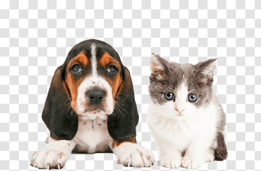 Cat People And Dog Pet Sitting Puppy - Breed Transparent PNG