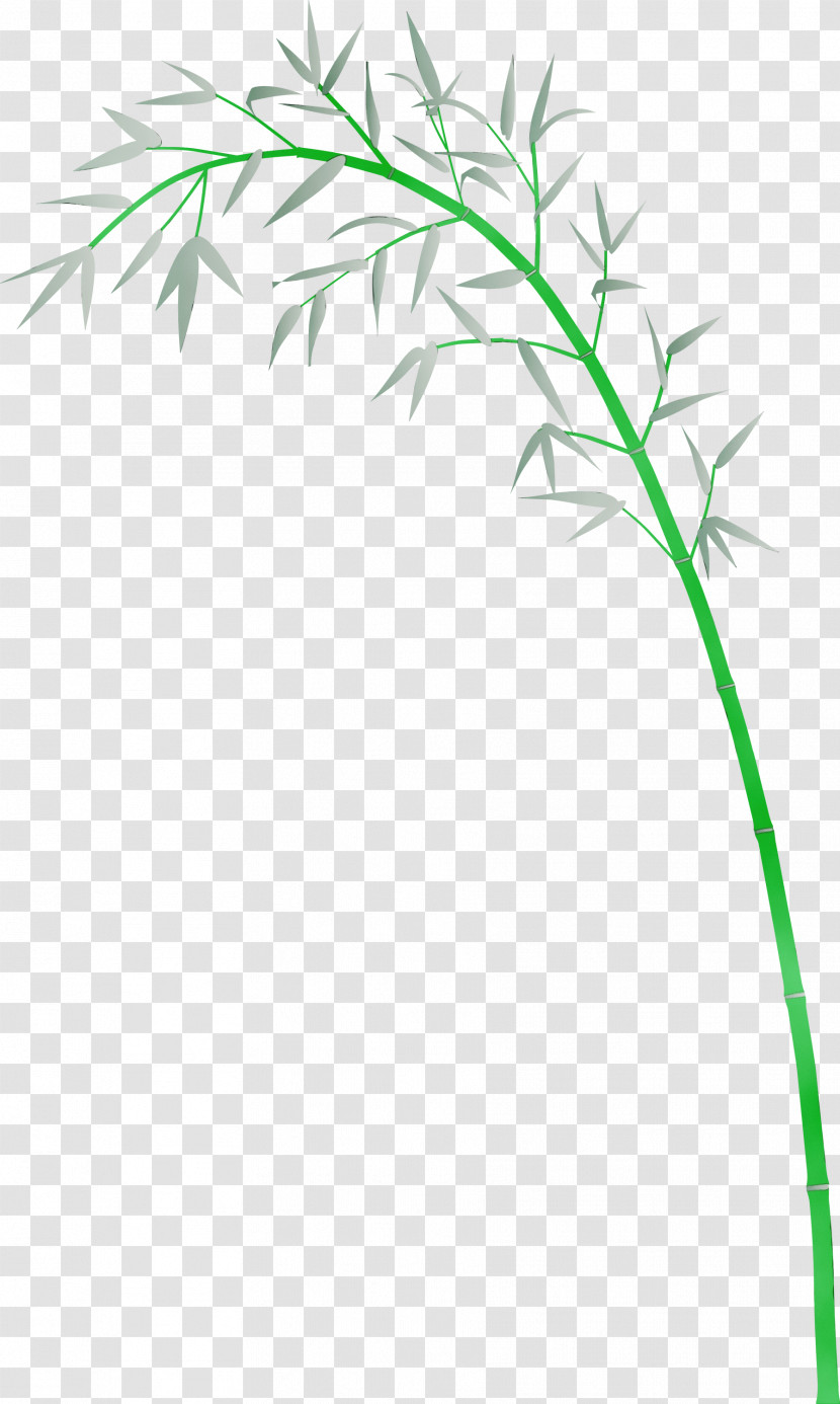 Grass Plant Leaf Plant Stem Grass Family Transparent PNG