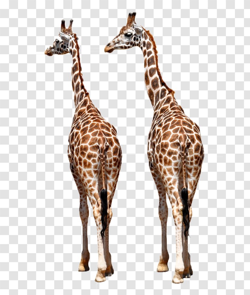 Reticulated Giraffe Okapi Family African Wild Dog Northern - Two Giraffes Transparent PNG