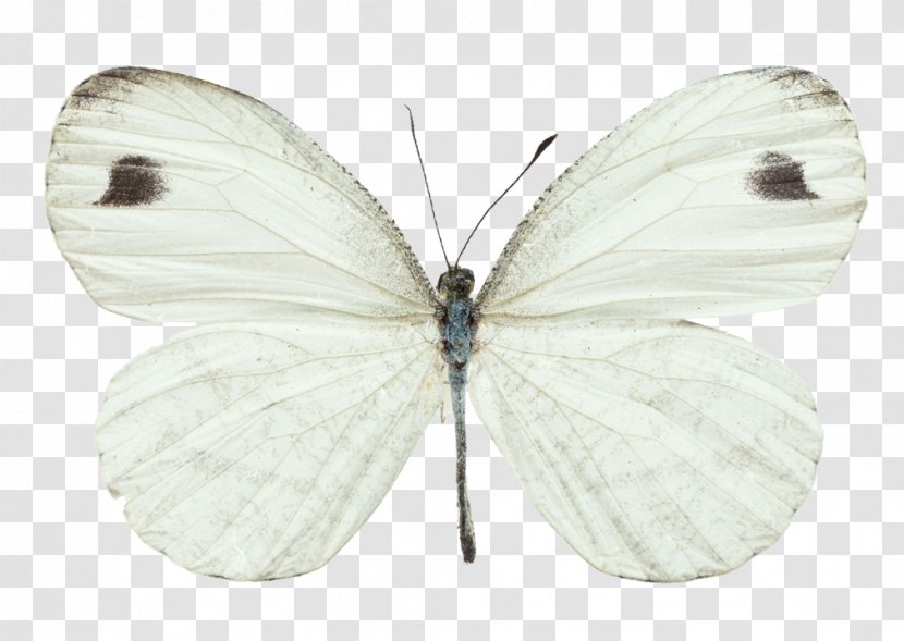 Brush-footed Butterflies Butterfly Pieridae Cabbage White Large Transparent PNG
