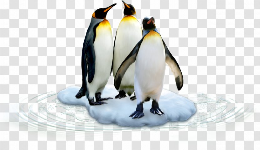 King Penguin Antarctic Bird Polar Regions Of Earth - Drawing Transparent PNG