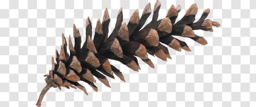 Pine Photography Royalty-free Conifer Cone - Spruce Transparent PNG