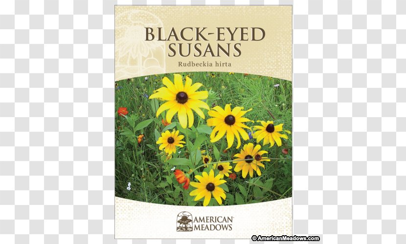 Sunflower Seed Black-eyed Susan Sunflowers Wildflower - Hardiness Zone Transparent PNG