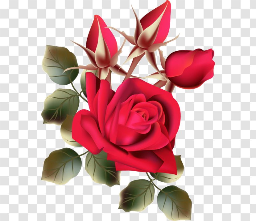 Beach Rose Flower Garden Roses - Flowering Plant - Fresh Transparent PNG