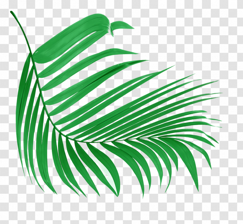 Leaf Plant Stem Green M-tree Font Transparent PNG