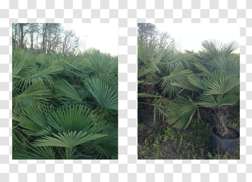Asian Palmyra Palm Landscape Vegetation Saw Palmetto Plant Palmiye Transparent Png