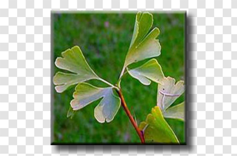 Leaf Broad-leaved Tree Sweetgum Ginkgo Biloba - Alder Transparent PNG