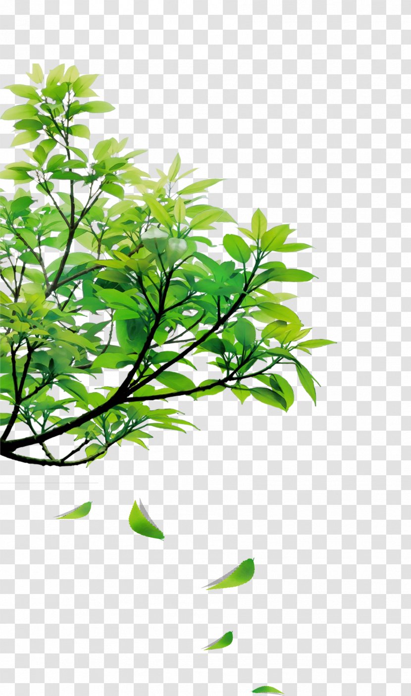 Branch Leaf Tree Ceiling Floor - Botany Transparent PNG