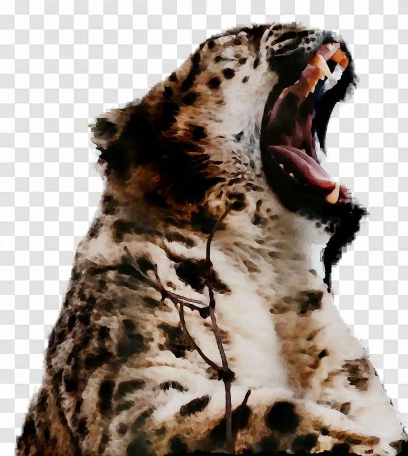 Snow Leopard Jaguar Cheetah Whiskers - Roar - Snout Transparent PNG