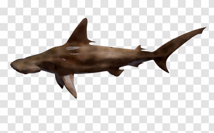 Shark Fauna Marine Mammal - Carcharhiniformes - Cretoxyrhina Transparent PNG