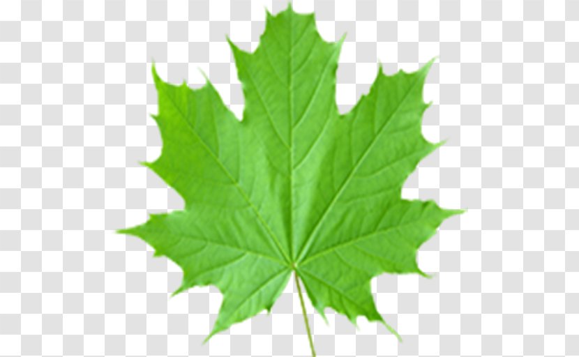 Maple Leaf Sugar Acer Shirasawanum Clip Art Transparent PNG