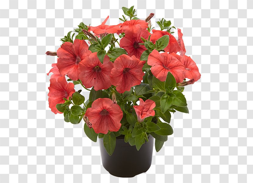 Geraniaceae Impatiens Annual Plant Flowerpot Herbaceous - Flower - Tropica Transparent PNG