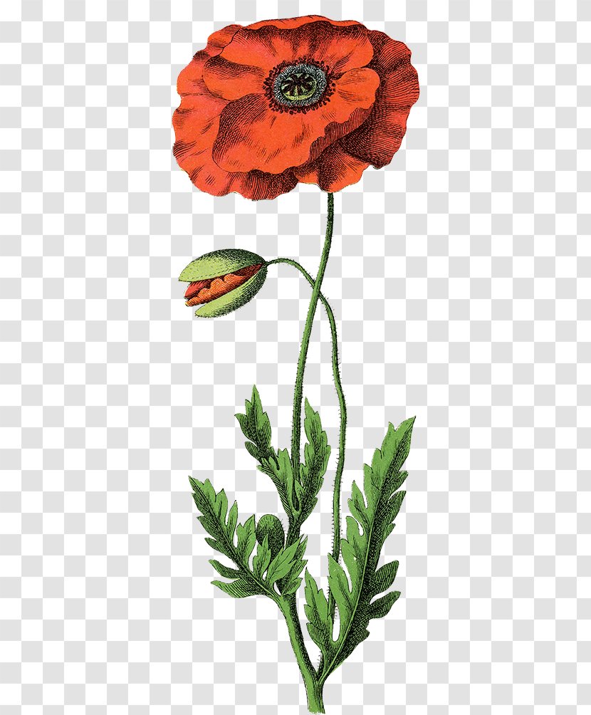 Common Poppy Botanical Illustration Botany Opium - Seed Plant - Flower Transparent PNG