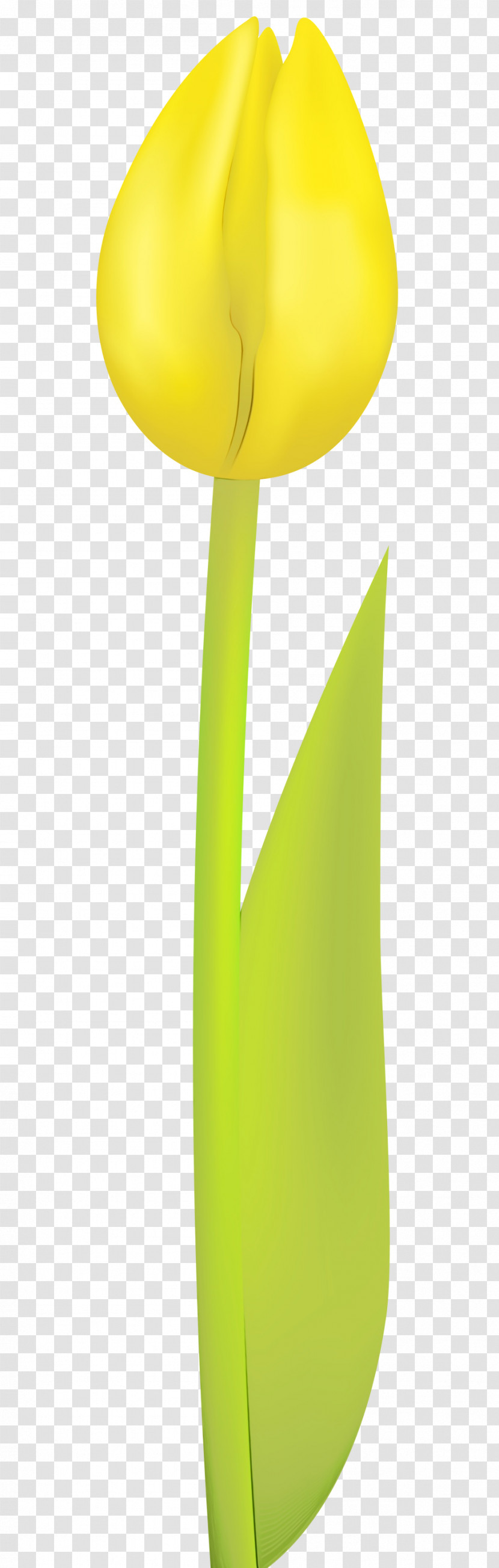 Yellow Green Leaf Tulip Plant Transparent PNG