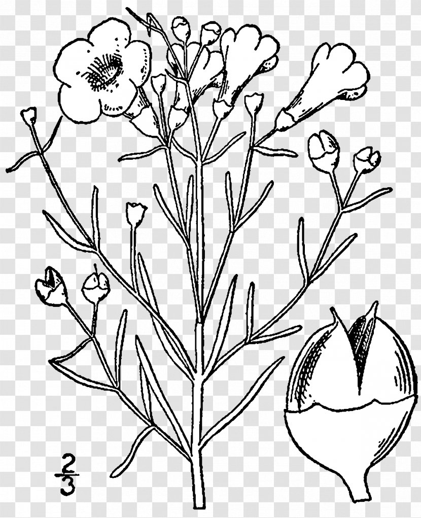 An Illustrated Flora Of The Northern United States Agalinis Plant Drawing - Flower Transparent PNG